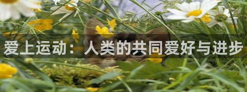 伟德国际2平台